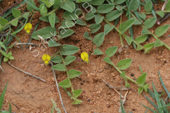 Crotalaria angulata